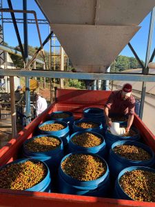 Sta Izabel Ferment 3